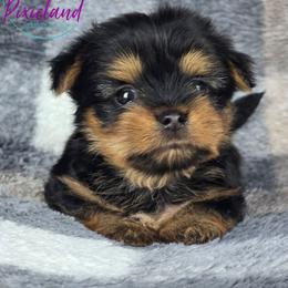 Ulani - Black and tan female Yorkshire Terrier puppy in Santa Clarita, California from Pixieland Yorkshire Terriers