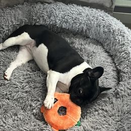 Ella - French Bulldog