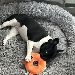 Ella - French Bulldog