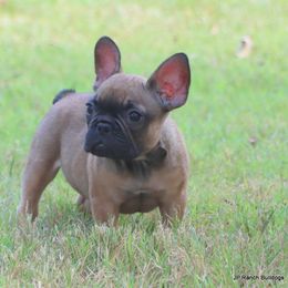 Buck - Fawn male French Bulldog puppy in Winnsboro, Texas from JP Ranch Bulldogs