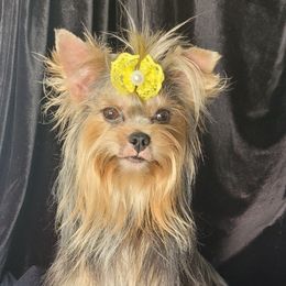 Bonnie - Yorkshire Terrier
