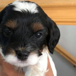 Cavalier King Charles Spaniels and Cavapoos from Lava Ridge Cavaliers