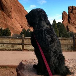 Black Russian Terriers from Black Powder Kennel