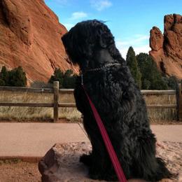 Black Russian Terriers from Black Powder Kennel