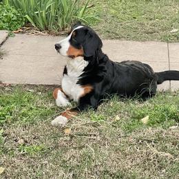 Bernese Mountain Dog All Grown Up from Triple Heart Bernese Mountain Dogs