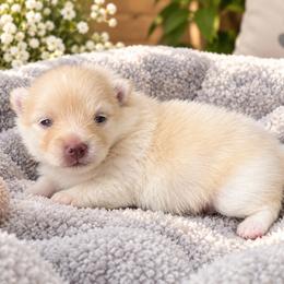 Teddy - Cream male Pomeranian puppy in Edinburg, Texas from Divine Valley Poms