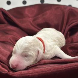 Dipstick - Parti male Poodle puppy in Chino Valley, Arizona from Whiskey Row Royals