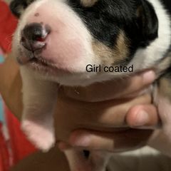 Peruvian Inca Orchid Puppies from Naked Baby’s