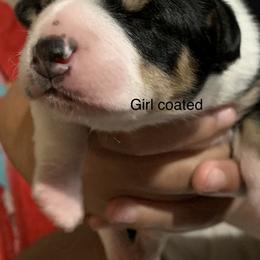 Peruvian Inca Orchid Puppies from Naked Baby’s