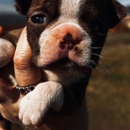 Bootsies white collar boy - Red male Boston Terrier puppy in Yakima, Washington from Barnett’s AKC Boston Terriers