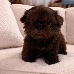 Puppy female 2 - Chocolate female Shih Tzu puppy in Whittier, California from Shihtzu