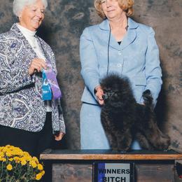 Poodles from Alegros Poodles
