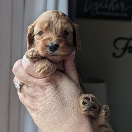 Cockapoo Puppies from L&L Cockapoos