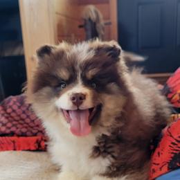 Frost reduced 1500 - Chocolate male Pomsky puppy in Gladstone, Virginia from Rustic Charms Miniature Huskys