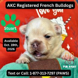 Stuart - White male French Bulldog puppy in Michigan from Fur Baby Farms