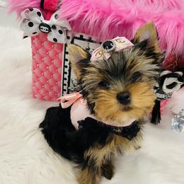 Yorkshire Terrier Puppies from Green Mountain Designer Yorkies