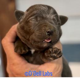 Ash - Black male Labrador Retriever puppy in Sullivan, Missouri from O’Dell Labs