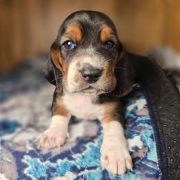 Hunter - Black tan and white male Basset Hound puppy in Valley, Washington from Enchanted Valley Paws