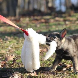 German Shepherd Puppies from Zobelhund German Shepherds