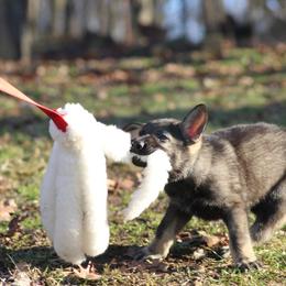 German Shepherd Puppies from Zobelhund German Shepherds