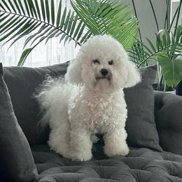 Amori - Bichon Frise