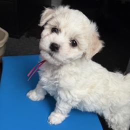 Bichon Frise Puppies from Amori's Royal Bichons