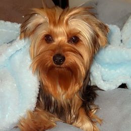 Diddy - Yorkshire Terrier