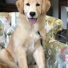 Maddie - Golden Retriever