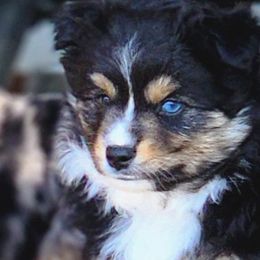 Espresso - Black tri Toy Australian Shepherd puppy in Long Lane, Missouri from Sunshine Sugar B Mini Aussies