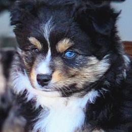 Espresso - Black tri Toy Australian Shepherd puppy in Long Lane, Missouri from Sunshine Sugar B Mini Aussies