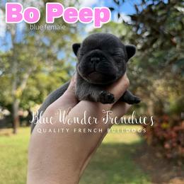 Bo Peep - Blue female French Bulldog puppy in Loxahatchee, Florida from Blue Wonder Frenchies