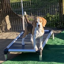 Beagle Puppies from Fleur de Lis Beagles