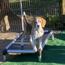 Beagle Puppies from Fleur de Lis Beagles