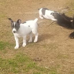 Rat Terrier Puppies from Live Wire Rat Terriers