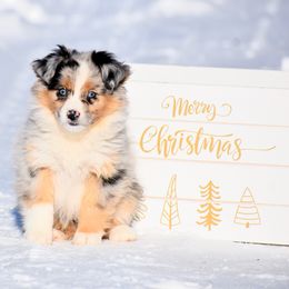 Autumn - Blue merle female Miniature Australian Shepherd puppy in Akeley, Minnesota from Rustic Original Aussies