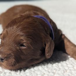 Purple - Red  male Goldendoodle puppy in Connecticut from Valley View Doodles