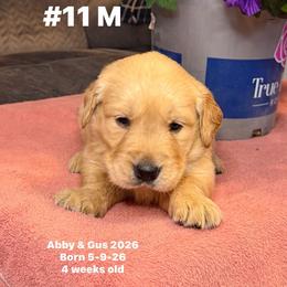 Silver Collar - Golden male Golden Retriever puppy in Piedmont, Oklahoma from Sabrina's Golden Retrievers