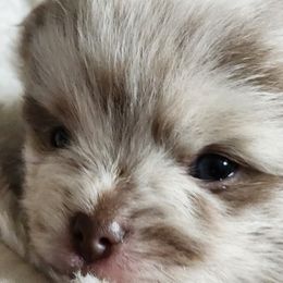 Pomeranians from Denise’s Exquisite Pomeranians