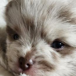 Pomeranians from Denise’s Exquisite Pomeranians