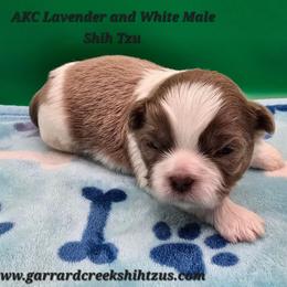 Parti Boy - Gold and white male Shih Tzu puppy in Oakville, Washington from Garrard Creek Shih Tzus