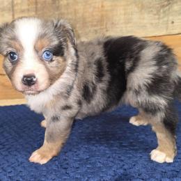 Kiwi - Blue merle female Miniature Australian Shepherd puppy in Citra, Florida from Southpaw Herders LLC