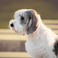 Snickers - Petit Basset Griffon Vendeen
