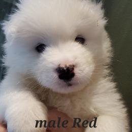 Samoyed Puppies from White Sea Samoyeds