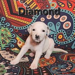 Dalmatian Puppies from Samba Flavors