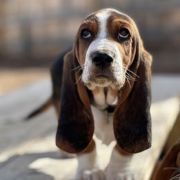 Basset Hound Puppies from Heather's Happy Hounds