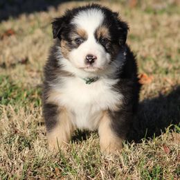 Meet Jet  very pretty face - Black tri-color male Australian Shepherd puppy in Cookeville, Tennessee from Spring Creek Aussies