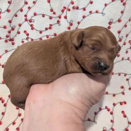 Meg - Red female Cavapoo puppy in Placerville, California from Quartz Mountain Doodles
