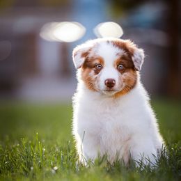 Australian Shepherd Puppies from Stone Ridge Australian Shepherds