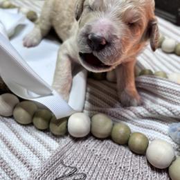 Boy 3 - male Poodle puppy in Statesville, North Carolina from Magnolia Crown’s Standard Poodles
