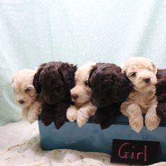 Australian Labradoodle Puppies from AKAs Doodles and Poodles, LLC